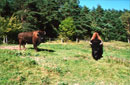 Bison