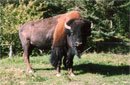 Bison