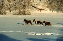 Winterlandschaft