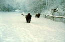 Winterlandschaft