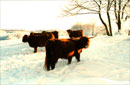 Winterlandschaft