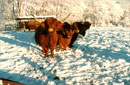 Winterlandschaft